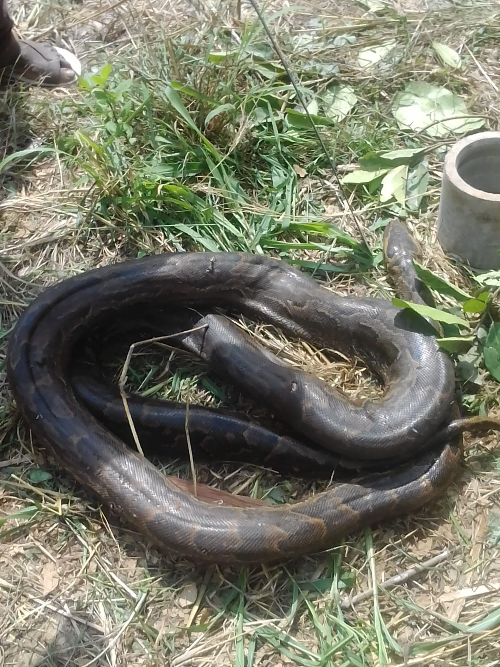 Gigantic Snake Kill In Ede (Photos)