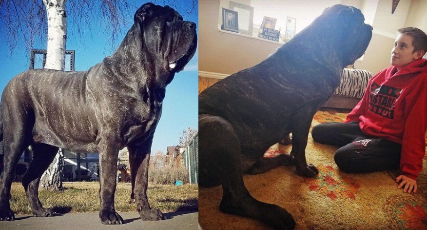 Meet The World’s Biggest Puppy That Is Taller Than An Average Human (Photos)