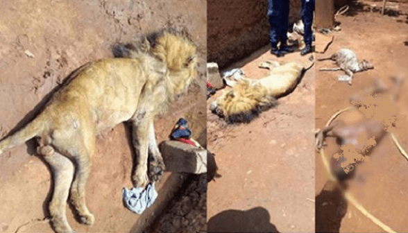 Tragedy as Hungry Lion Killed Little Schoolboy In A Zoo In Benin (Photos)