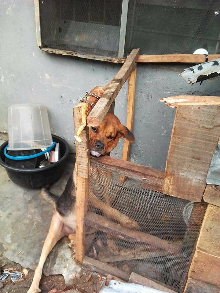 See How Angry Armed Robbers Tied a Dog For Barking As They Tried Robbering (Photos)