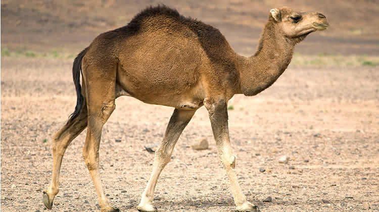 18-year-old motorcycle rider killed during collision with camel