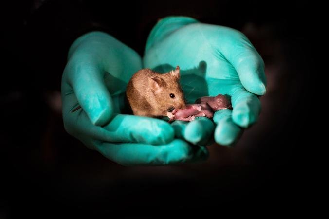 Scientist Makes Lesbian Mice Gives Birth without The Help of Male Mice (Photo)