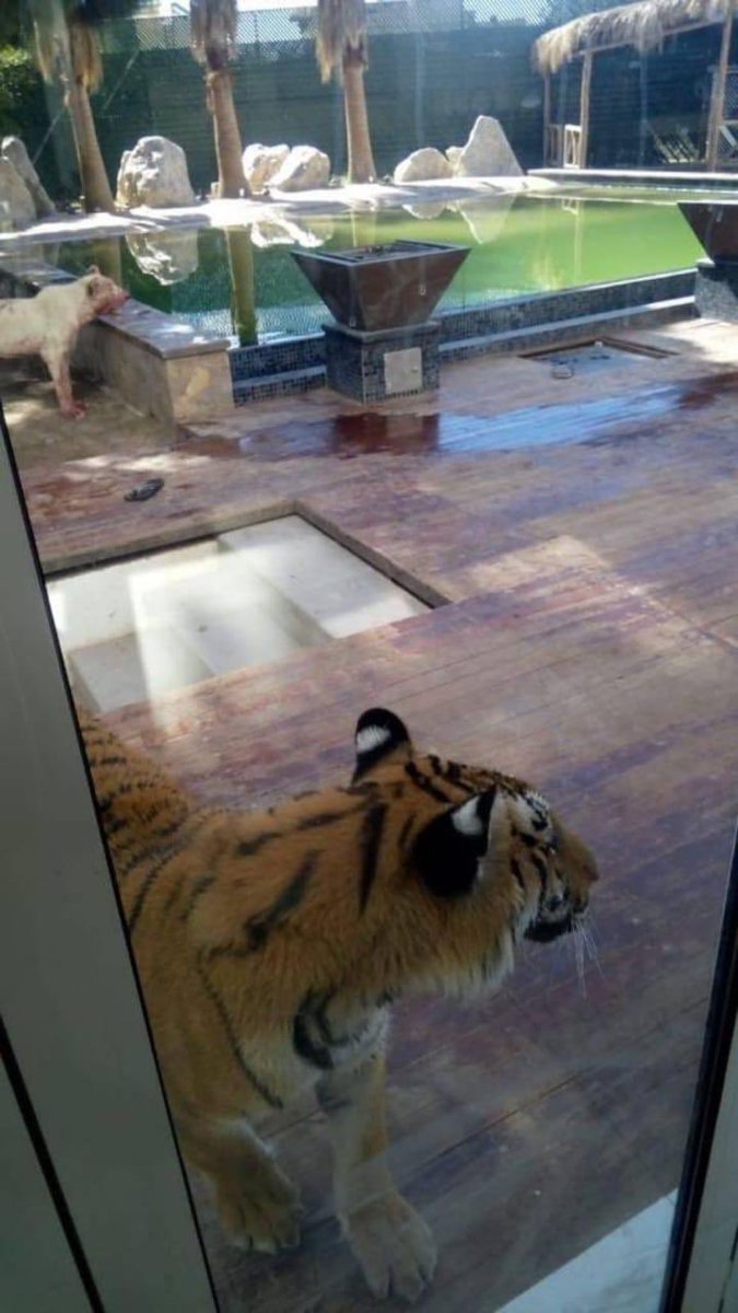 Armed Robbers Storms a Man’s Home Guarded by Tiger, And See What Happened Next (Photos)