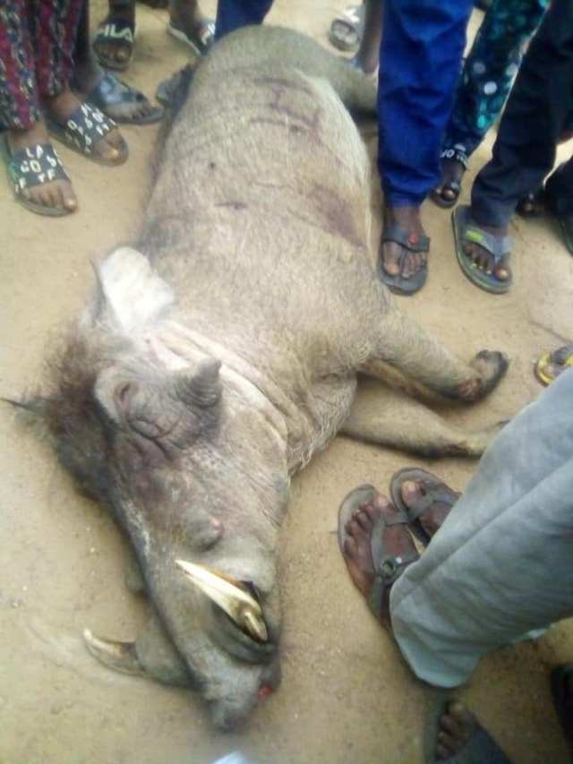 See The Wild Boar In Ogun State Killed by Hunters (Photos)