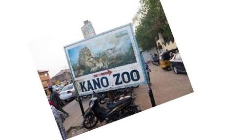 N6.8M Kano Zoo Money: We Will Not Hesitate To Arrest A Gorilla Or Anyone Involved – Police