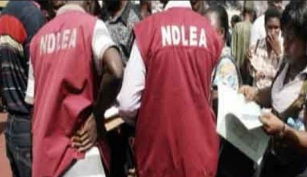 Oyo NDLEA Destroys 40 Hectares Of Hemp Plantation In Abatade