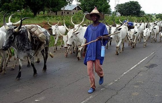 Fulani Herdsmen In Other Countries Don’t Need Visa To Enter Nigeria – Miyetti Allah