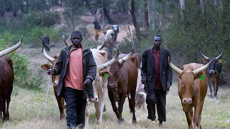 Panic As Ondo Community Seizes 150 Cows For Destroying Farmlands