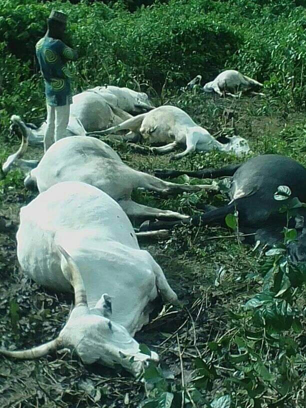 In Osun,Thunder Kills Seven Cows