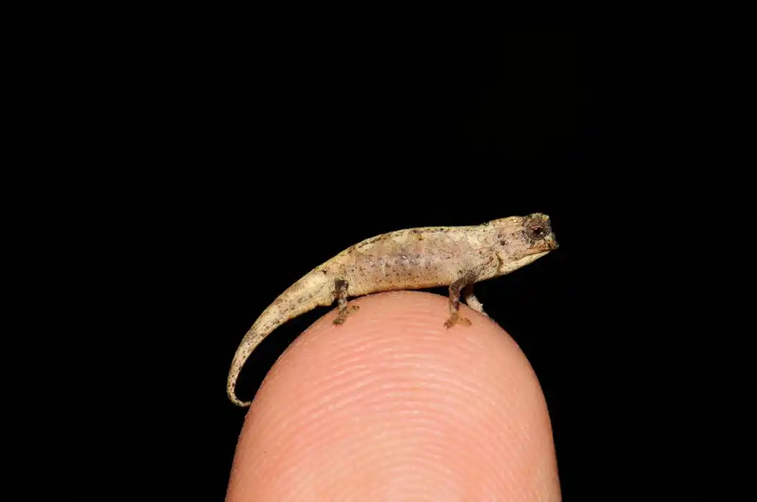 Worlds Smallest Reptile: When Was The Brookesia nana Discovered?