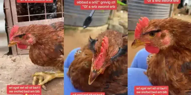 “She’s A Baddie, She’s A 10” – Lady Applies Eyelashes, Gives Her Pet Chicken Glamorous Makeover