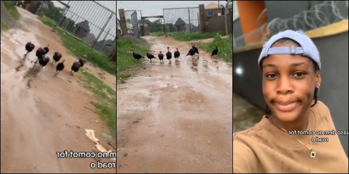 8 Turkeys Block Street Road and Give Lady a Hot Chase: Must-See Video